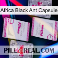 Africa Black Ant Capsule 33